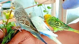 The Friendly Budgie: Tips for Bonding and Building Trust 💞🦜😊