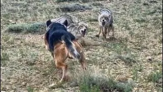 Две Собаки против Двух Волков, Реальная битва - волк против собаки (2021)