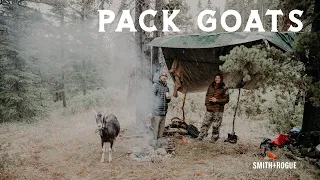 Dylan the Goat Guy | His Top 3 Reasons Pack Goats are the Best Pack Animal for Backcountry Hunting