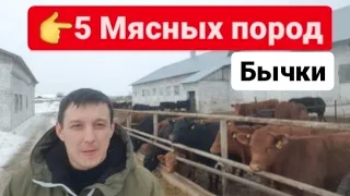 ТОП 5 Мясных пород бычков телок и нетелей. Продажа КРС живым весом.