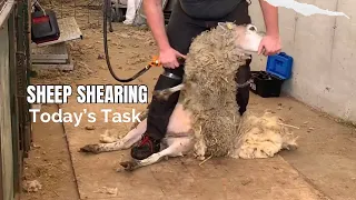 Shearing Sheep in the Spring