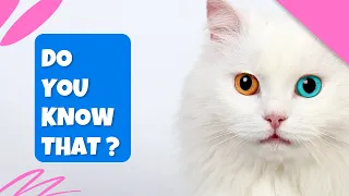 7 Foods That Can Kill Your Cat Within Few Hours