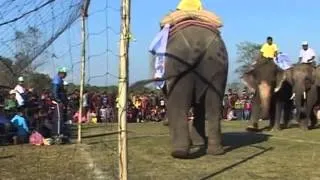 Elephants Play Football in Nepal