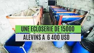 Comment créer une écloserie pour produire 15000 alevins de silure avec un capital 3 500 000 FCFA