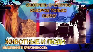 НОВОСТИ ПРИКОЛЫ ЖИВОТНЫЕ И ЛЮДИ КТО СЛЕДУЮЩИЙ #news #media