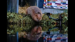 Bringing beavers back... the release!