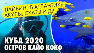 Дайвинг на Кубе. Подводный туризм на карибах. Встреча с акулой и скатом на Кайо Коко.