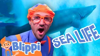 Blippi Visits The Aquarium | Explore Animals for Kids and Toddlers | Educational Videos for Kids