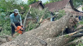 High risk‼️ Cut down trembesi trees in the middle of a settlement.