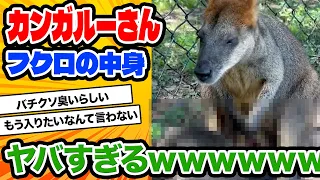 【2ch動物スレ】【ガチ閲覧注意】カンガルーのお腹、めっちゃグロい(お前らが想像する二十倍グロい)