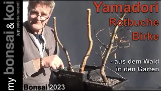 Bonsai 2023-1 - Birke und Rotbuche - zwei Wald-Yamadori und das erste Jahr