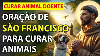 Oração para um animal doente - São Francisco de Assis