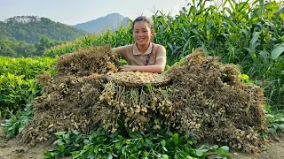 Harvest Peanuts Bring to the market to sell & Pet care - Cooking | Trieu Mai Huong
