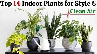 14 Best Indoor Plants for Your House | Air Purifying Plants with Low Maintenance
