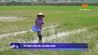 Hướng dẫn kỹ thuật chăm sóc lúa Đông Xuân