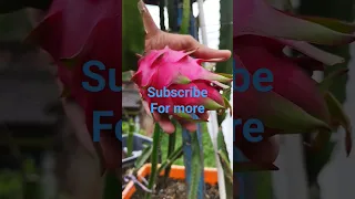 dragon fruit chad bagan update