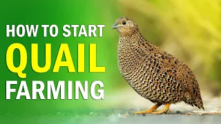 QUAIL FARMING - All you need to know about Quail Bird Farming | How to Start Quail Farming Business