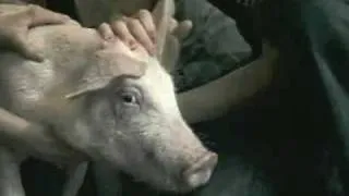 Axe Shampoo Pig Commercial 2009