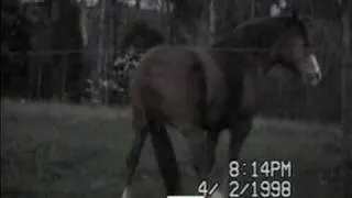 Horse with an Itch - PetTube