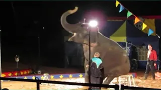 Loomis Bros Circus elephant forced to perform in mud?