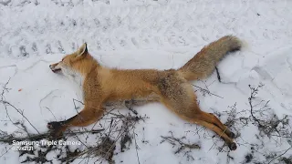 Охота на лисичек 🦊🦊🦊 Днепропетровская обл. fox hunting 🤘🤘🤘