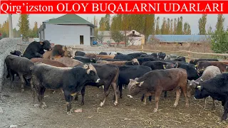 Qirg’izston OLOY BUQALARNI UDARLARI KELDI Ustoz Bozor Olami Hayotjon akamni tog’asini FERMASIGA