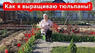 Тюльпаны весной. Как сажать, обрезать и выращивать тюльпаны