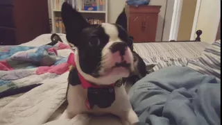 Boston Terrier barks like DMX