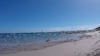 Huge Seagull Swarm at Australian Beach