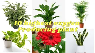 10 Highest Oxygen Producing Plant | Best Indoor Plants That Produce Oxygen | Bed Room Plants