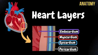 Anatomy of the Heart - Layers, Conducting System & Topography