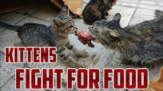 Cute Kittens Fight for their Food | Kittens Who Really Don't Want to Share Their Food