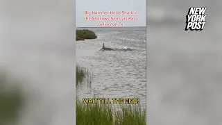 Huge hammerhead shark ‘comes up right to the land’ at Texas beach | New York Post