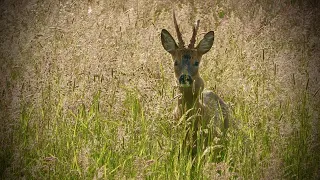 Jagd auf einen Rehbock im Mai - kein Tierarzt für den Rehbock #jagd