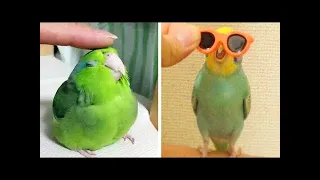 Funny Parrots Videos Compilation cute moment of the animals 🦜 Cutest Parrots #9