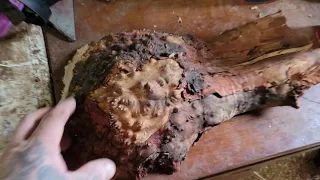 Getting birds eye burl exposed on Arbutus wood from Vancouver Island part 1