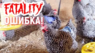 ФАТАЛЬНАЯ ОШИБКА в разведении Мехеленской кукушки!