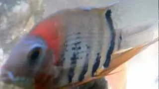 Severum Cichlids: Heros Rotkeil and Red Spotted