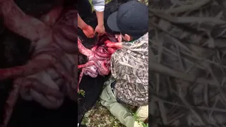 Bear gutting