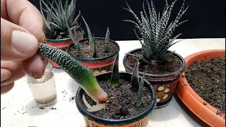 How to grow Zebra plant from Leaf / Haworthia