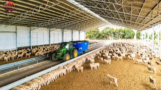 How Farmers Raise Young Sheep Effectively - Wool Factory ▶ 02