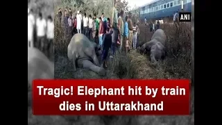 Tragic! Elephant hit by train dies in Uttarakhand - Uttarakhand News