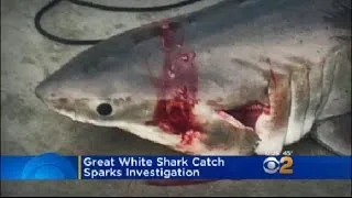 Great White Shark Catch Sparks Investigation