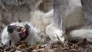 Wolves Say "I love you", and Nibble Each Other's Faces