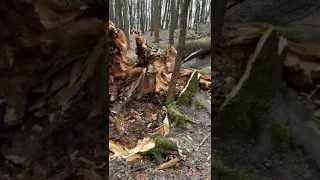 Деревья с корнем выдрало ветром после шторма в Калининграде