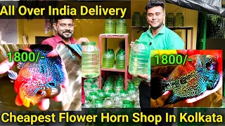 Cheapest Flower Horn Shop In Kolkata || All Type Flower Horn In One Place || Horn Sift 250 Se Start