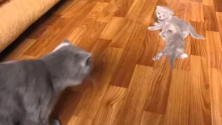 Kittens learn to walk