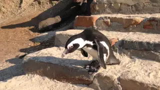 Penguin going for a swim - Boulders Beach, Cape Town, South Africa.