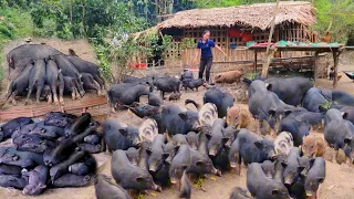 Raising pigs, keeping them in cages, the piglets eat them and then sleep very well