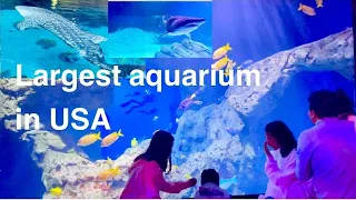 Discover The Biggest Aquarium in usa.Georgia Aquarium .#familytime #adventure #georgiaaquarium